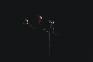 Best dog food for Affenpinscher breed