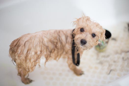 What grooming products to use for an Affenpinscher