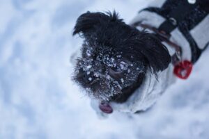 Digging into the origins and background of Affenpinscher breeds