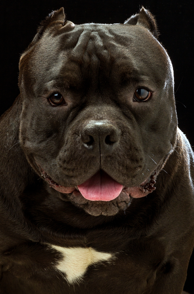 American Bully Coat Care