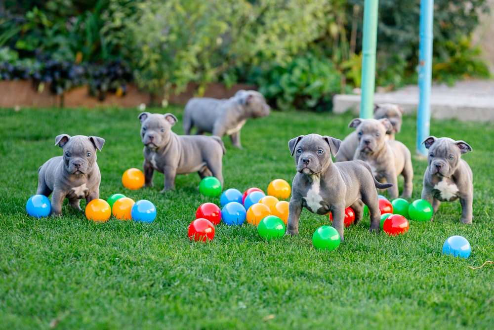 american-bully-friendly-products-and-accessories-may-2024