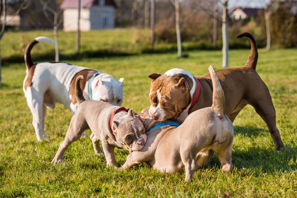 American Bully Breed-Specific Health Tests and Evaluations - March 2025