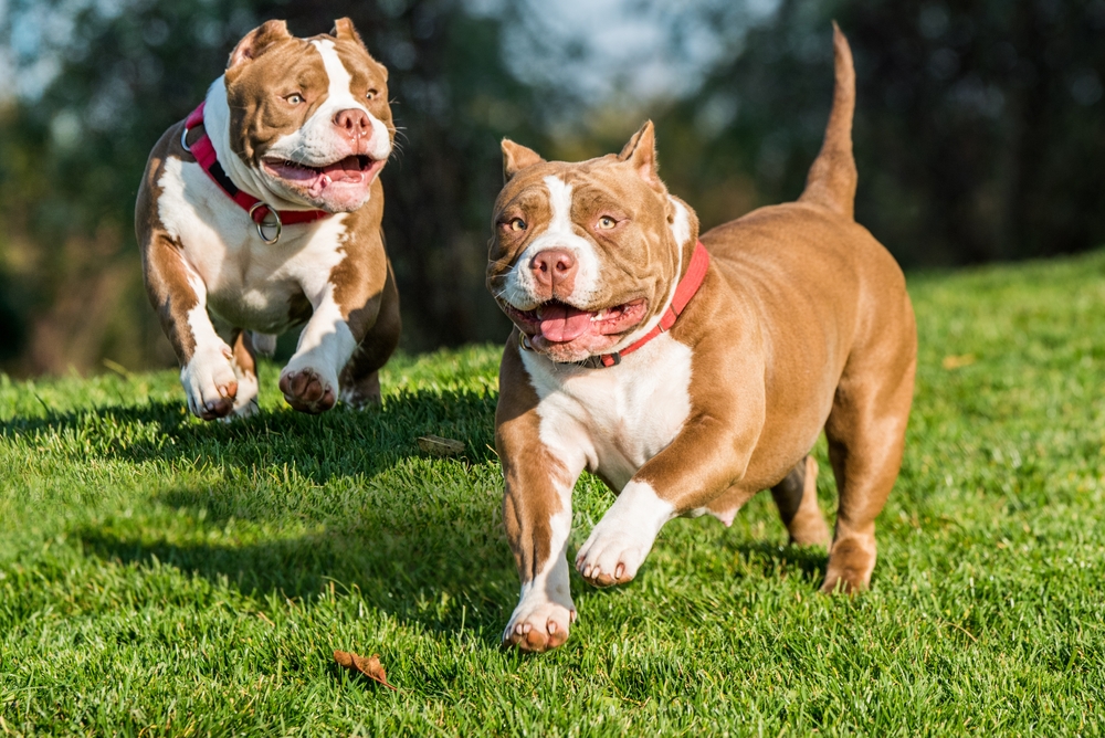 American Bully Aggressive