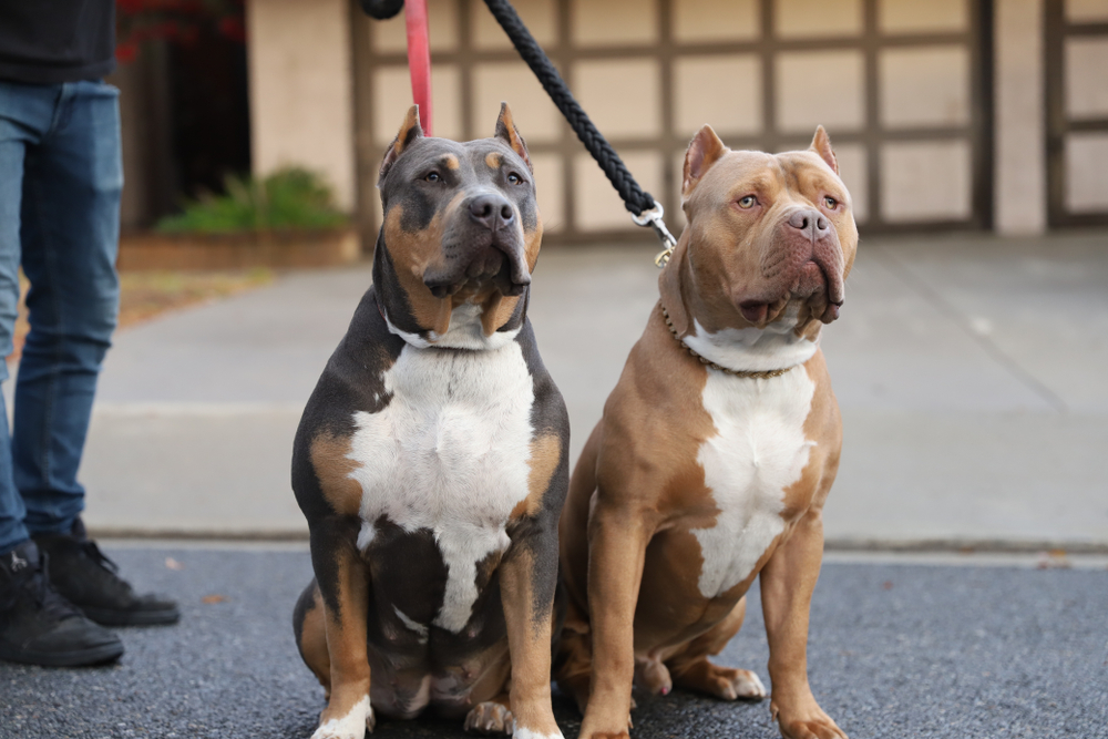 Introducing An American Bully To A Household With Children January 2024   Introducing An American Bully To A Household With Children 